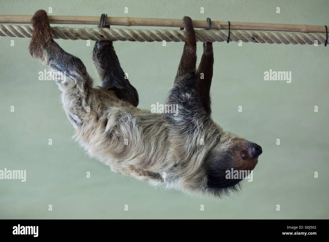 Deux doigts de Linné sloth (Choloepus didactylus), également connue sous le nom de southern deux-toed sloth au Zoo de Dresde, Saxe, Allemagne. Banque D'Images