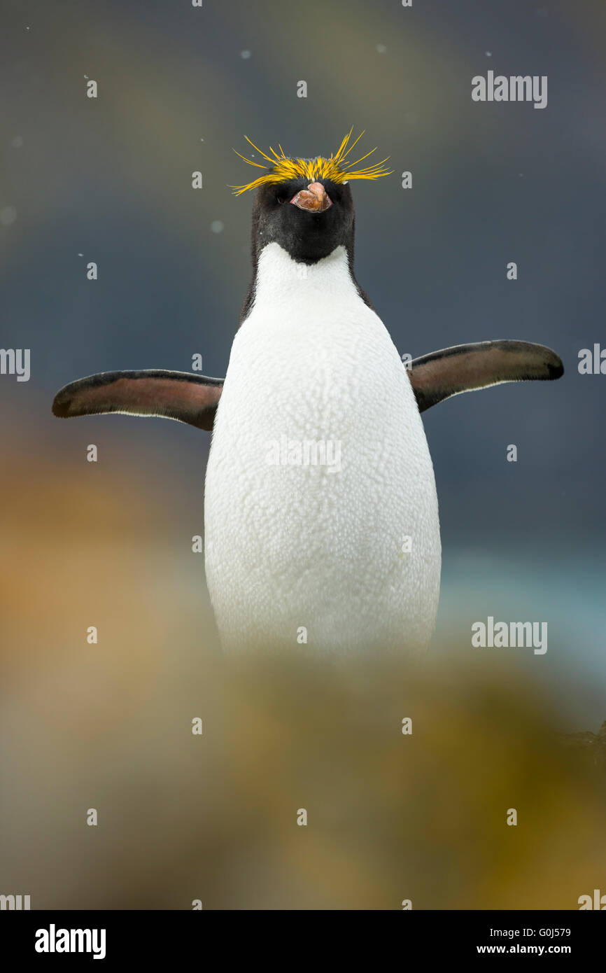 Penguin Macaroni Eudyptes chrysolophus, adulte, aile-stretching en averse de neige, Hercules Bay, la Géorgie du Sud en décembre. Banque D'Images
