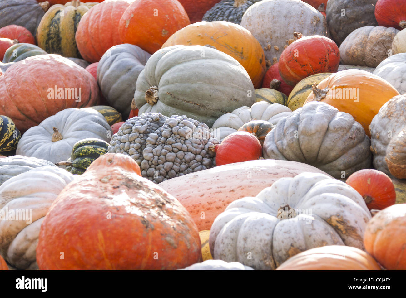 Pepo Cucurbita maxima et différentes citrouilles des citrouilles chasse d'automne Banque D'Images