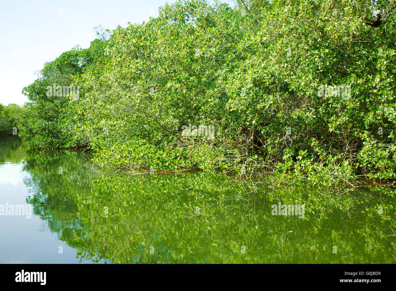 L'éco-tourisme droit des mangroves au Parc National des Everglades en Floride USA Banque D'Images