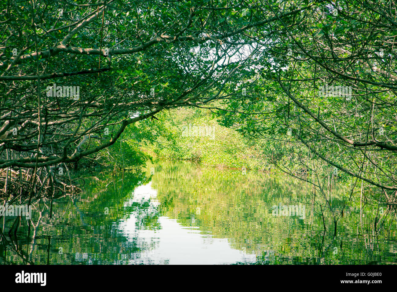L'éco-tourisme droit des mangroves au Parc National des Everglades en Floride USA Banque D'Images