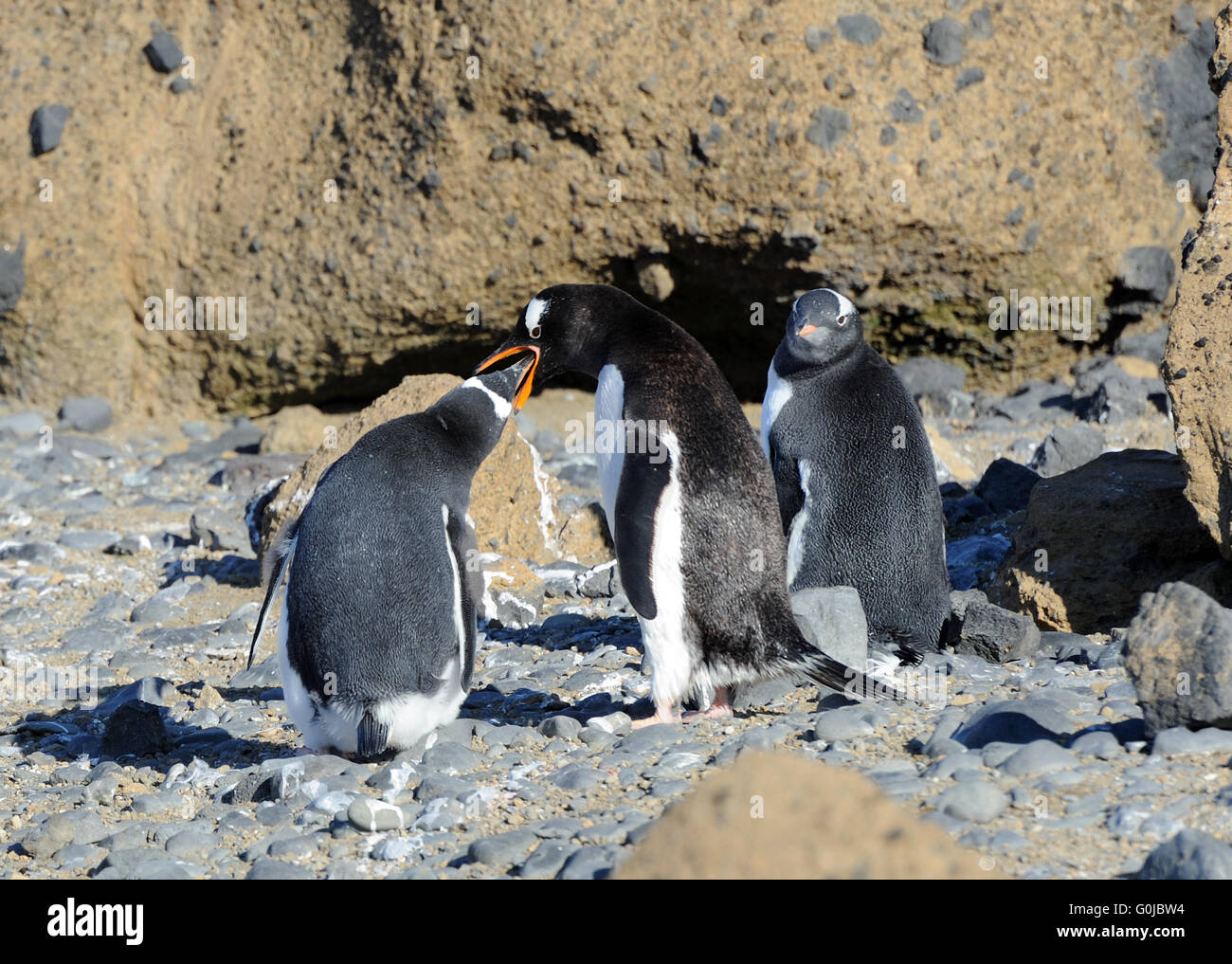 Un adulte Gentoo pingouin (Pygoscelis papua) alimente l'un de ses deux jeunes tandis que le second attend patiemment. Brown Bluff, Antarctique Banque D'Images