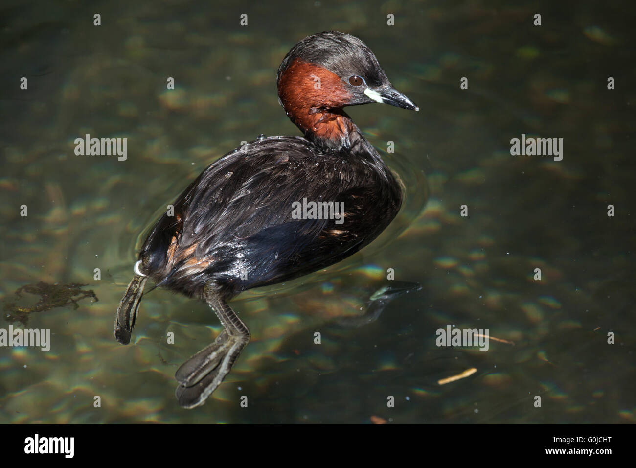 Grèbe castagneux (Tachybaptus ruficollis), également connu sous le nom de zoo dabchick à Dresde, Saxe, Allemagne. Banque D'Images