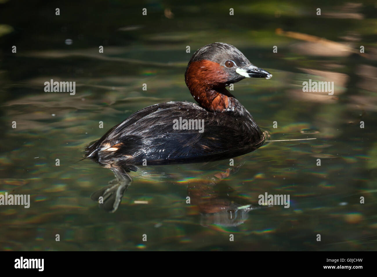 Grèbe castagneux (Tachybaptus ruficollis), également connu sous le nom de zoo dabchick à Dresde, Saxe, Allemagne. Banque D'Images