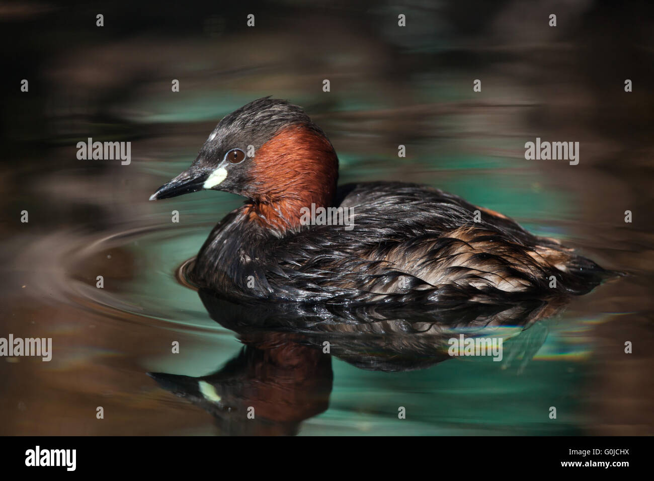 Grèbe castagneux (Tachybaptus ruficollis), également connu sous le nom de zoo dabchick à Dresde, Saxe, Allemagne. Banque D'Images