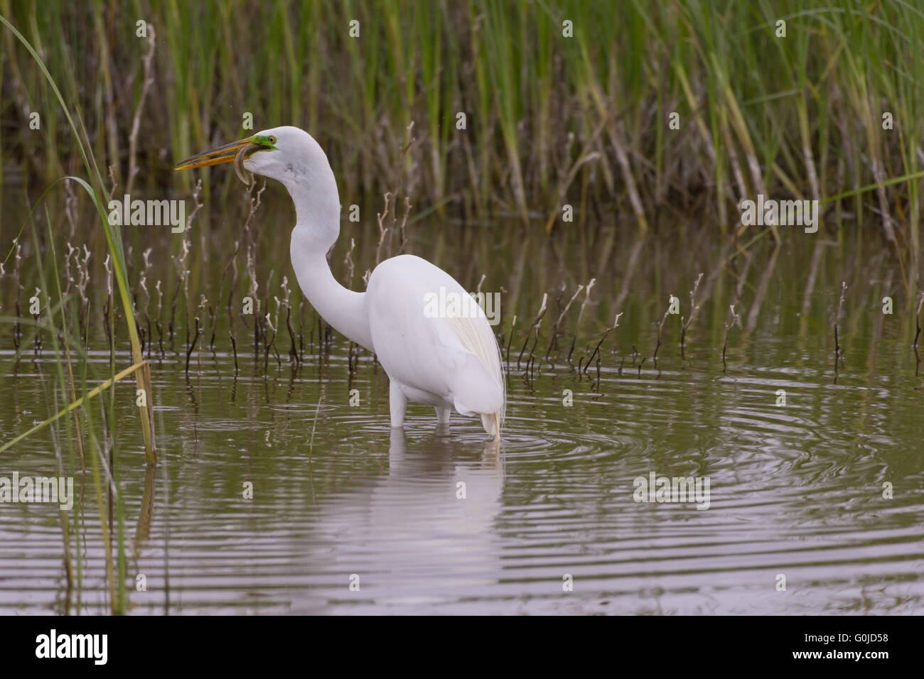 Grande Aigrette (Ardea alba), chasse à Bosque del Apache National Wildlife Refuge, Nouveau Mexique, USA. Banque D'Images