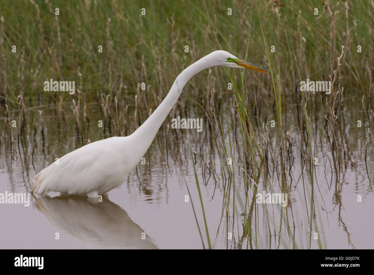 Grande Aigrette (Ardea alba), chasse à Bosque del Apache National Wildlife Refuge, Nouveau Mexique, USA. Banque D'Images