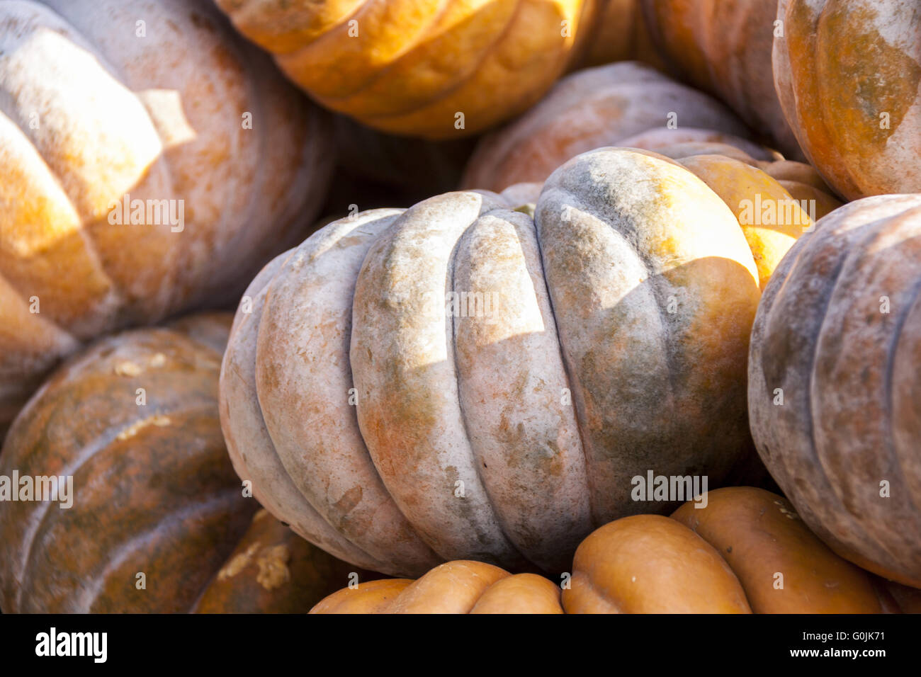 Muscade de Provence de citrouilles citrouille cucurbita chasse d'automne Banque D'Images