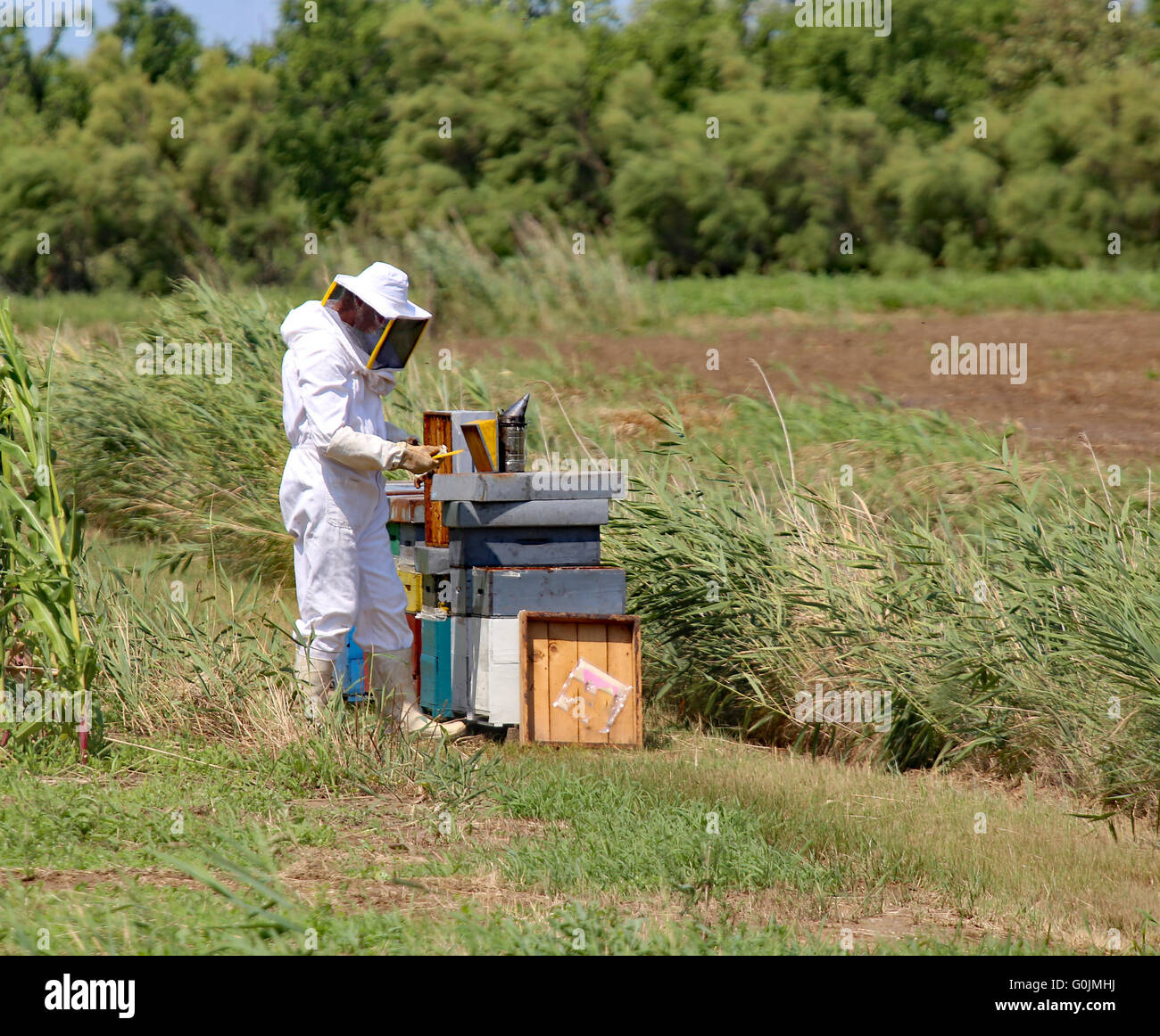 Combinaison de protection de l'apiculteur récolte le miel avec un grand nombre de ruches et d'abeilles Banque D'Images