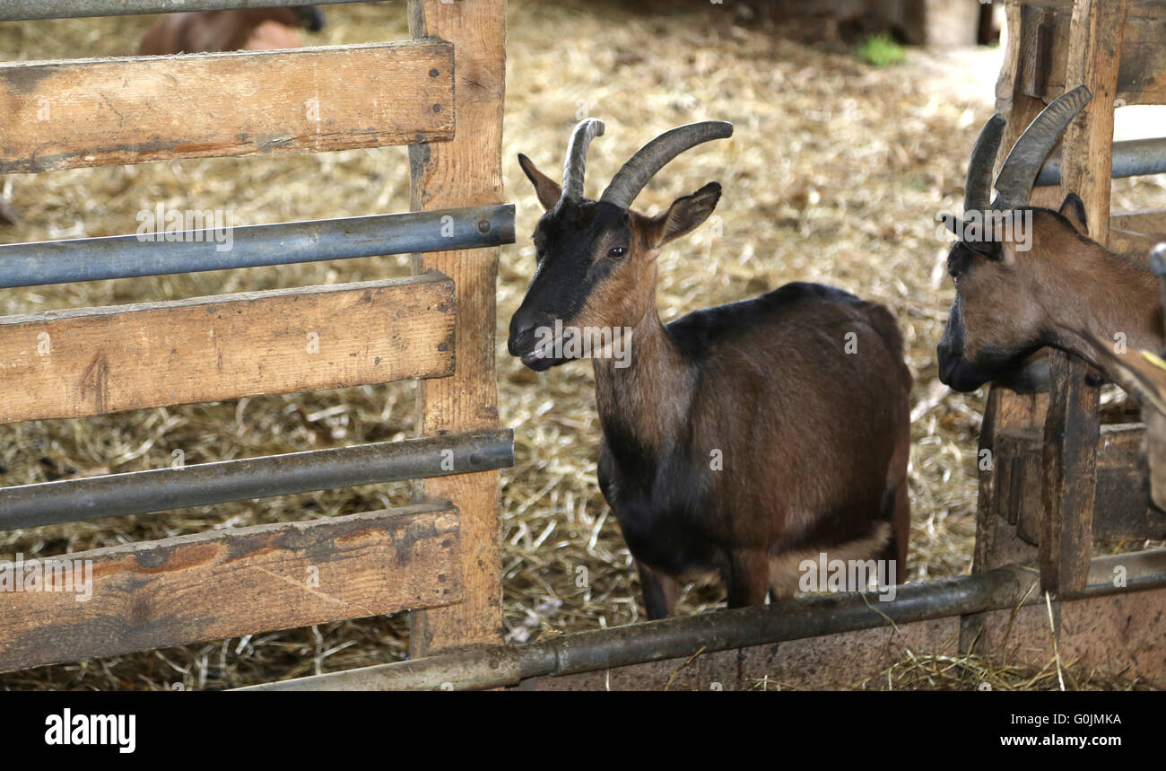 Chevreau dans la grange de la ferme d'élevage de chèvres pour la production du fromage Banque D'Images