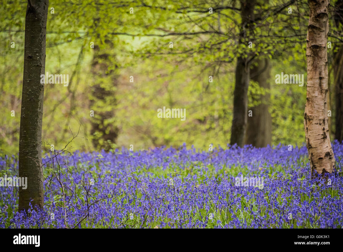 Au Royaume-Uni, à Wadhurst. 09Th Mai, 2016. Un tapis de jacinthes printemps montre la vie dans un bois près de Wadhurst, West Sussex. En revanche, les arbres sont tout juste de début à la pousse des feuilles. Crédit : Guy Bell/Alamy Live News Banque D'Images