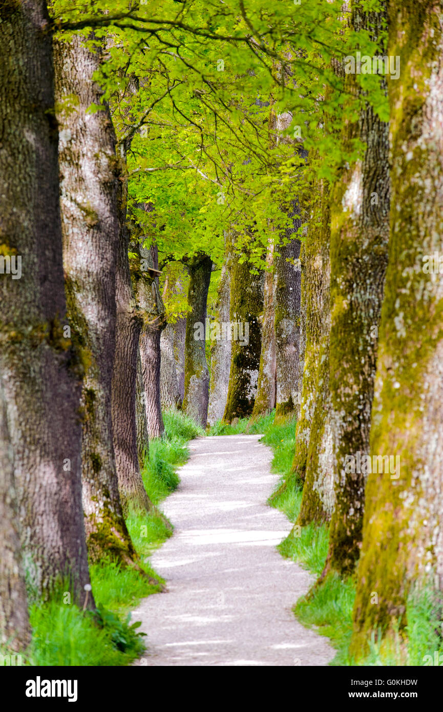 Oak tree alley avec petit sentier Banque D'Images