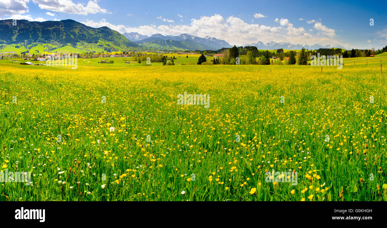 Paysage panoramique en Bavière avec Prairie et fleurs au printemps Banque D'Images