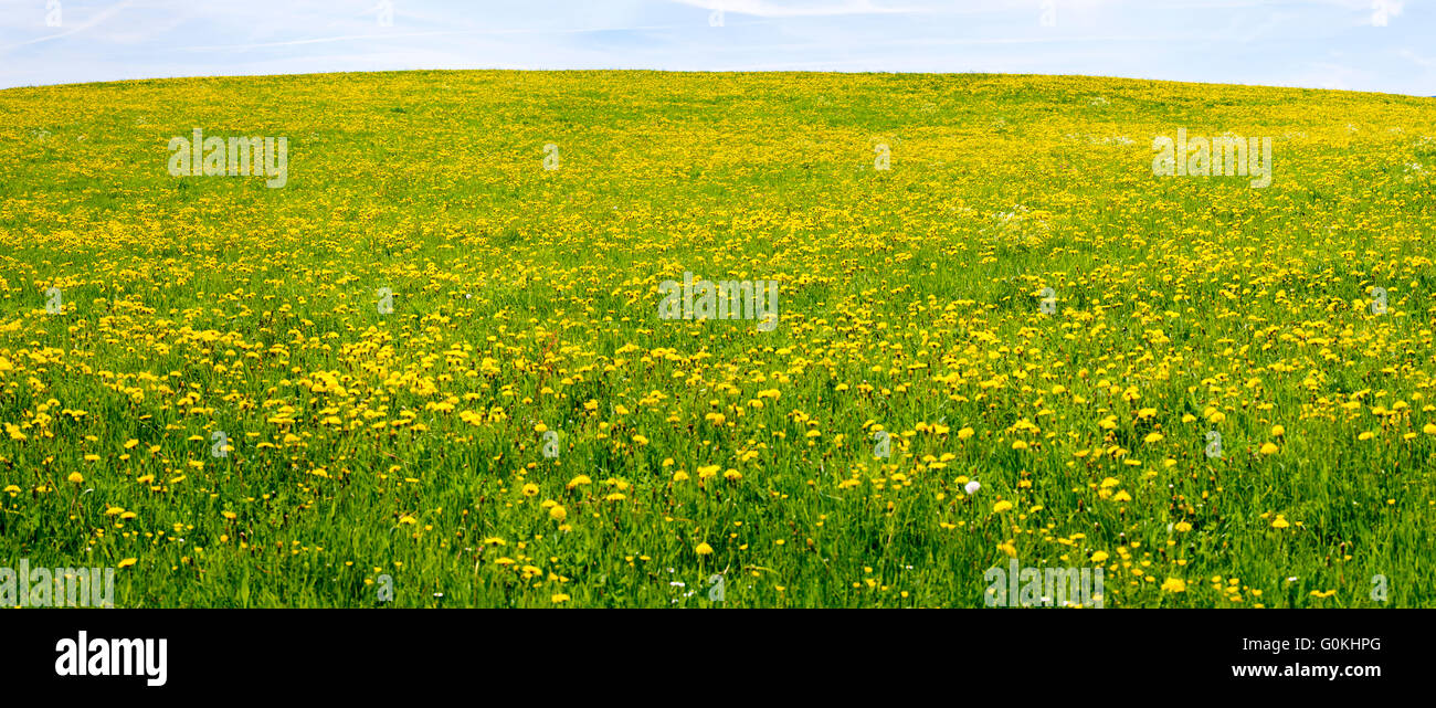 Paysage panoramique en Bavière avec des fleurs dans le pré Banque D'Images