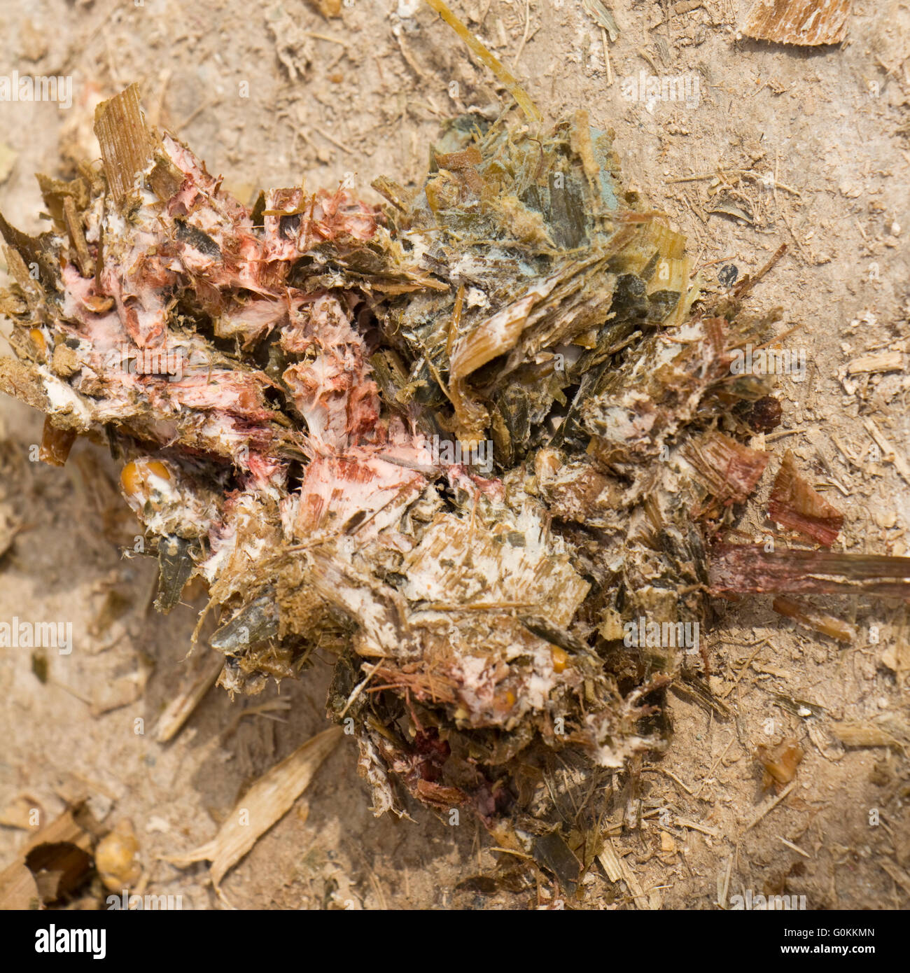 L'ensilage de maïs avec des espèces de moisissures fusarium rose Banque D'Images