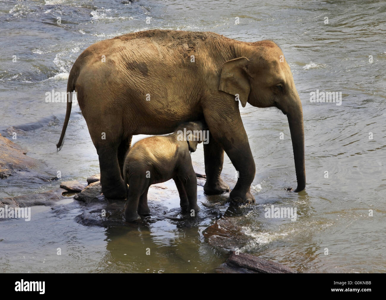 Famille d'éléphants indiens. Banque D'Images