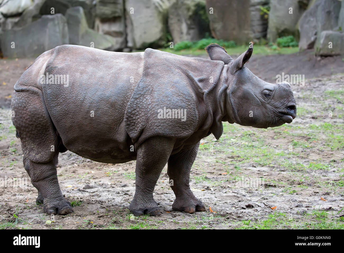 Rhino dans une clairière Banque D'Images