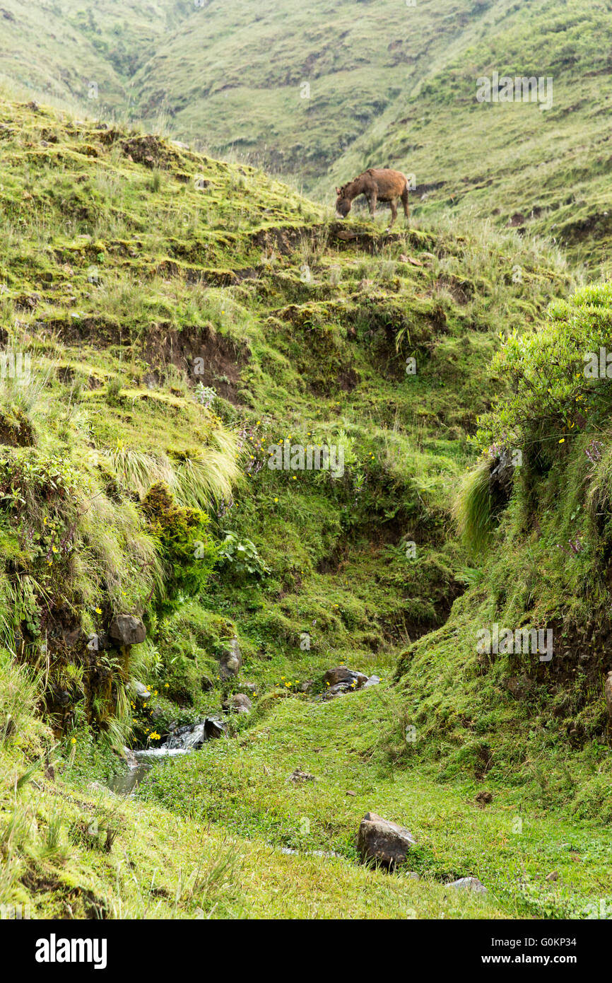 Gibi village, Gurage, Éthiopie, octobre 2013 SUNARMA sont l'élaboration d'un plan avec la communauté locale pour rénover ce paysage très érodé et restaurer sa couverture forestière. Banque D'Images