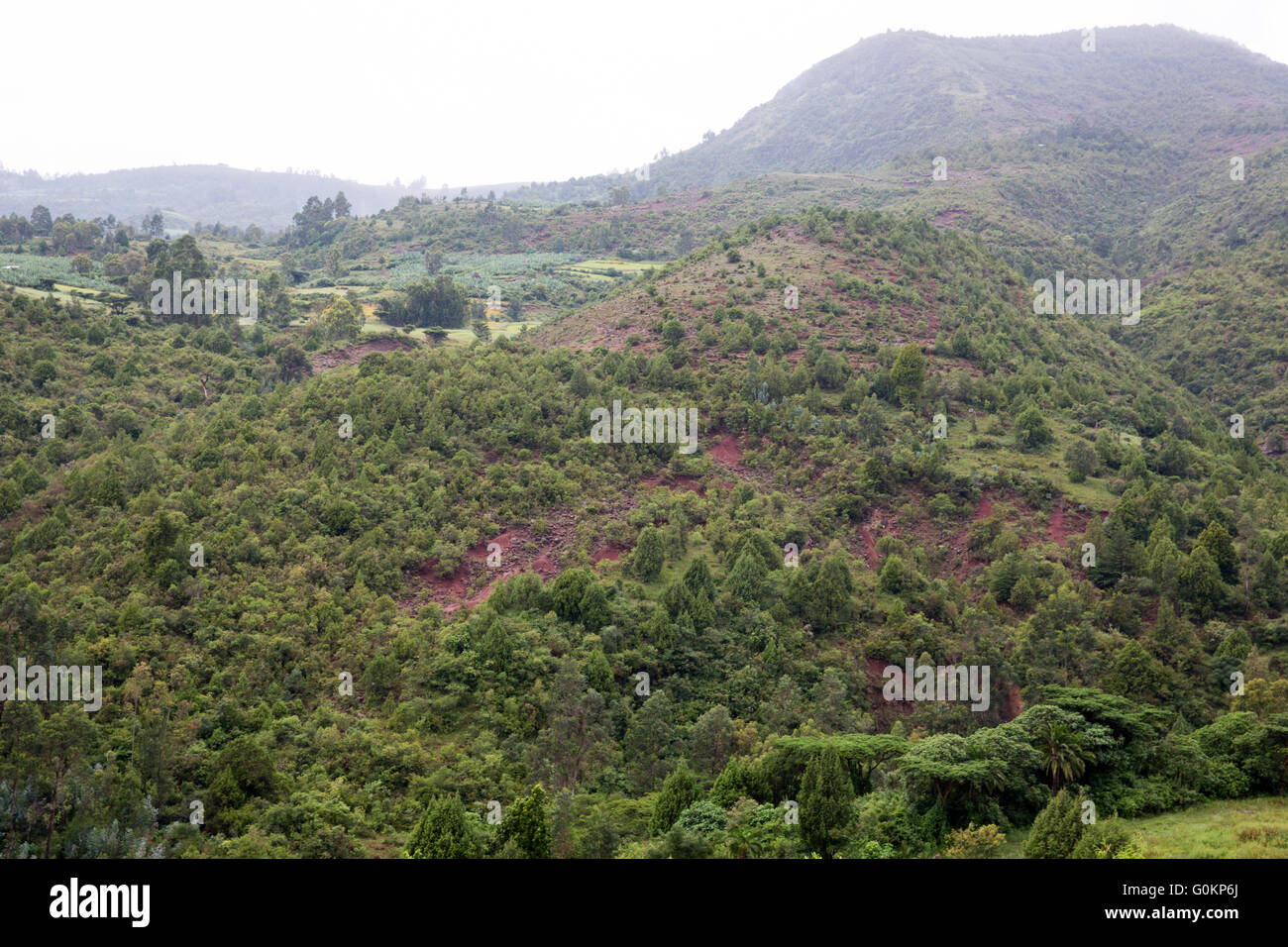 L'Éthiopie, Gurage, octobre 2013 La forêt de genévrier dans ce domaine est déjà affaibli en raison de la déforestation. Banque D'Images