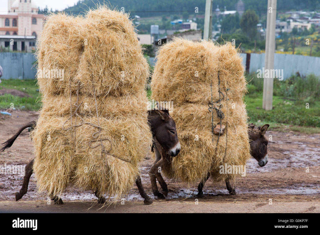 Debre Birhan, Amhara, Ethiopie, Octobre 2013 Des ânes portant des charges complètes de foin sur le marché pour l'alimentation animale. Photographie par Mike Goldwater Banque D'Images