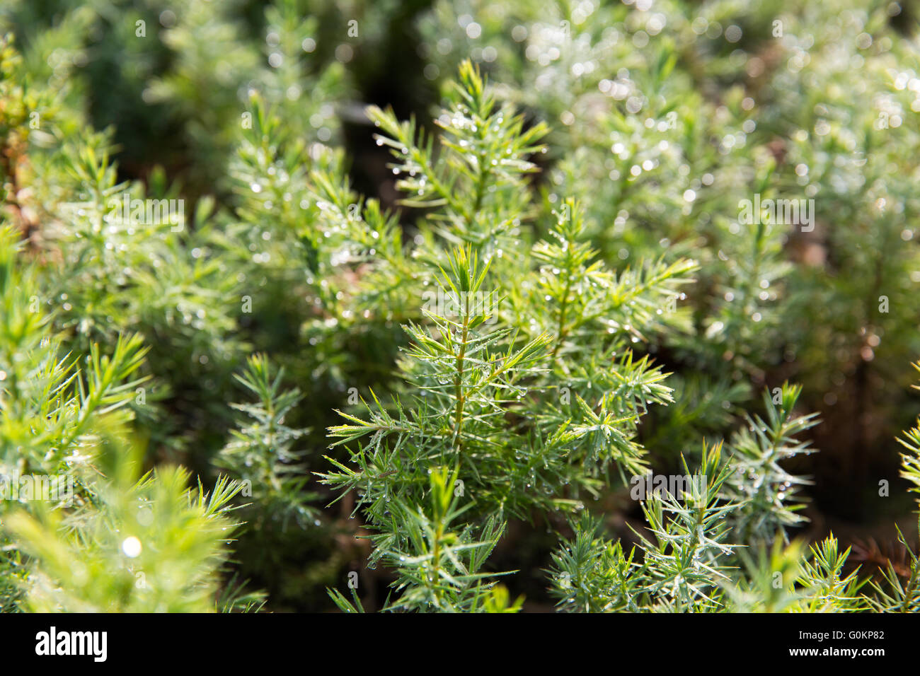 Debre Birhan, Amhara, Ethiopie, Octobre 2013 Un an de semis à l'EWNHS juniper pépinière. Banque D'Images