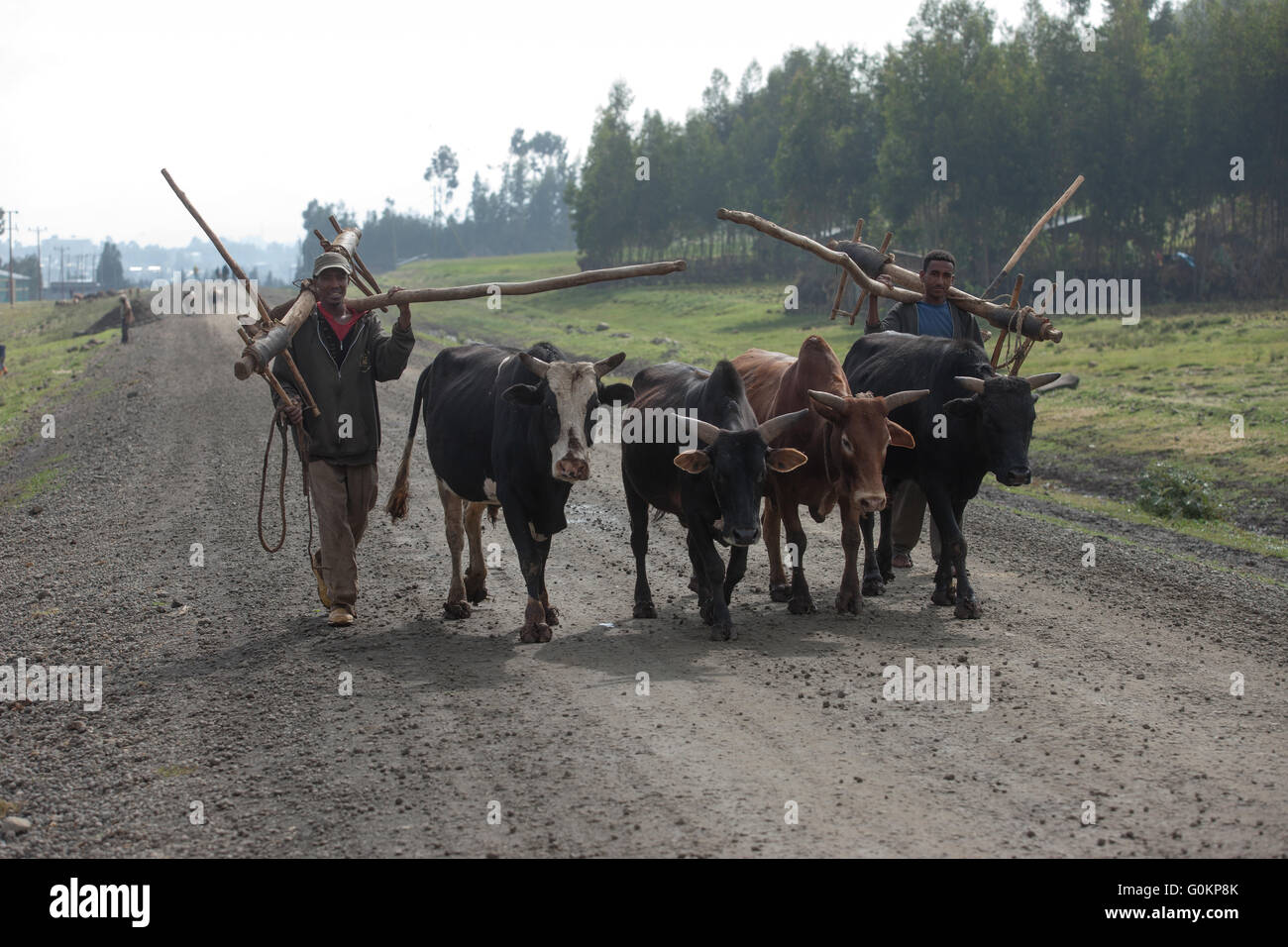 Debre Birhan, Amhara, Ethiopie, octobre 2013 Les agriculteurs portent leurs charrues sur le chemin du travail dans leurs champs avec leurs boeufs. Photographie par Mike Goldwater Banque D'Images