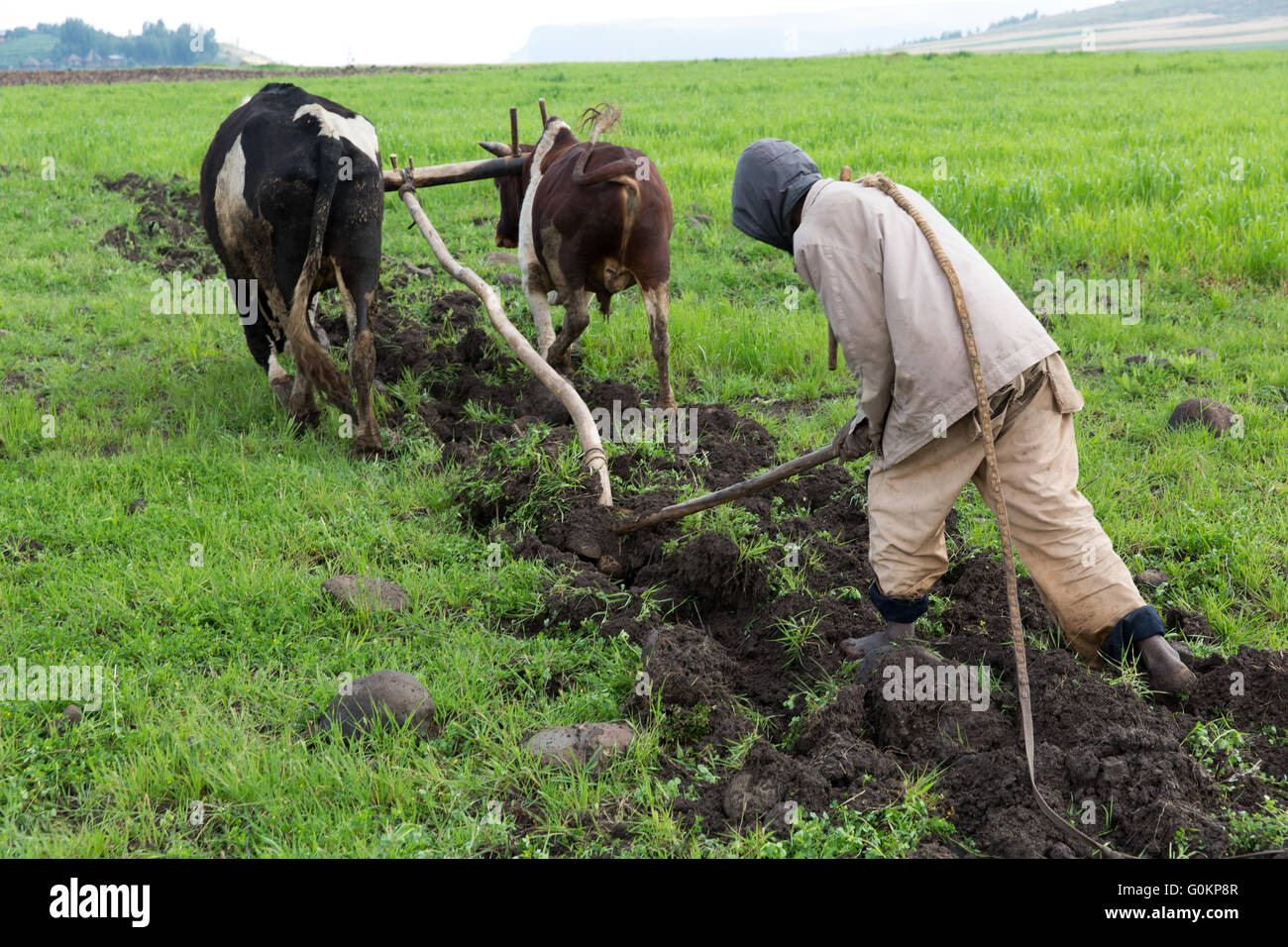 Debre Birhan, Amhara, Ethiopie, octobre 2013 Etachew Tadesse, 25, labourer leur champ. Leur planteront guaya, un lagume. Photographie par Mike Goldwater Banque D'Images