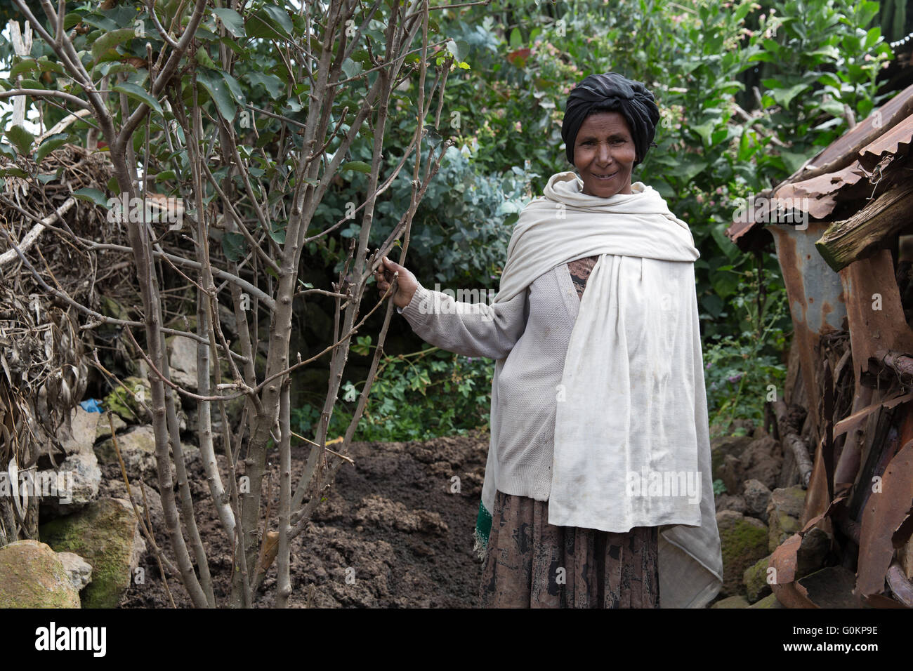Debre Birhan, Amhara, Ethiopie, octobre 2013 ; Tirunesh Shoagulaty, 55, avec ses pommiers. Banque D'Images