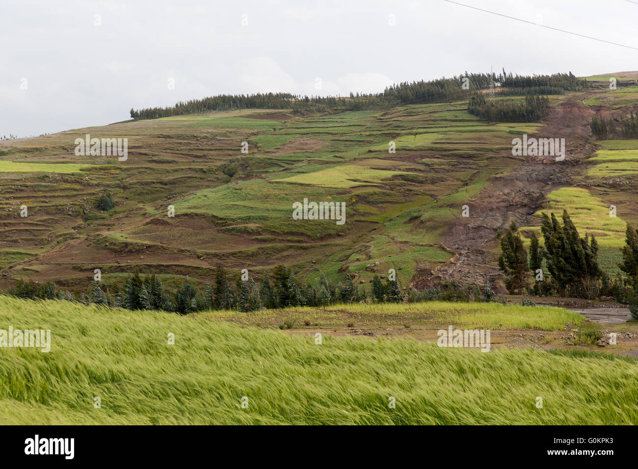 Près de Debre Sina, Amhara, Ethiopie, 2013 : coteaux gravement érodées en raison d'une surexploitation et le surpâturage. Banque D'Images