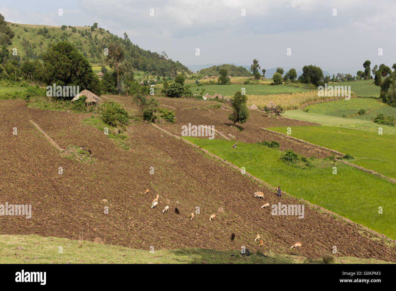 Wofwasha Kebele, Nord Shewa, Éthiopie, Octobre 2013 : terres agricoles en terrasses. Photographie par Mike Goldwater Banque D'Images