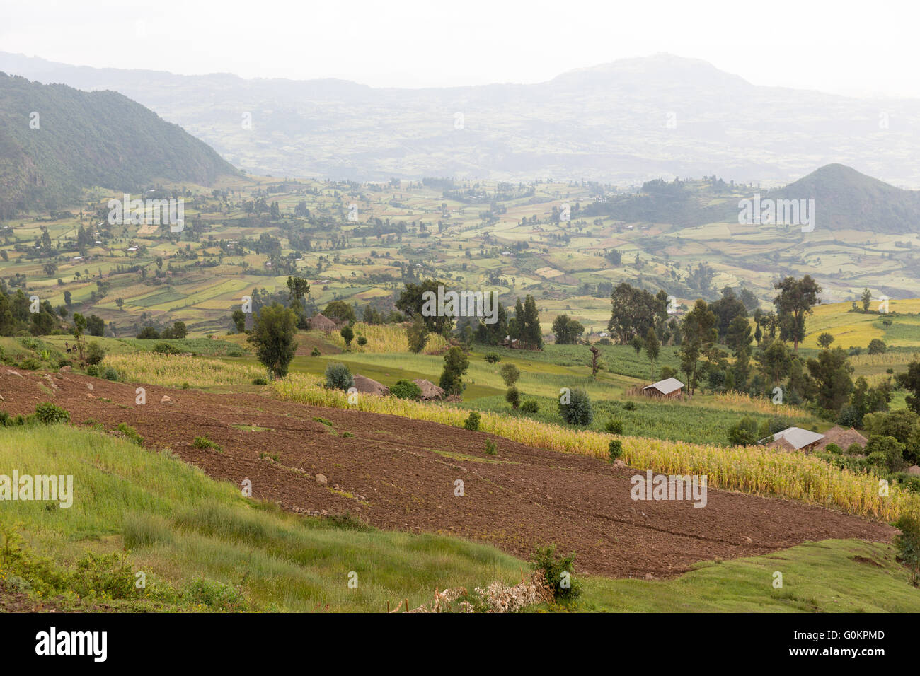 Wofwasha Kebele, Nord Shewa, Éthiopie, 2013 : un village de terres agricoles, et en terrasse mal montrant des signes d'érosion. Banque D'Images