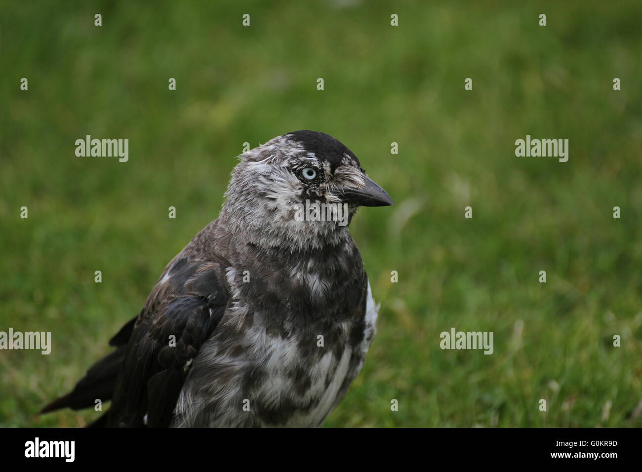 Chat westerm choucas (Corvus monedula) sur l'herbe. Banque D'Images