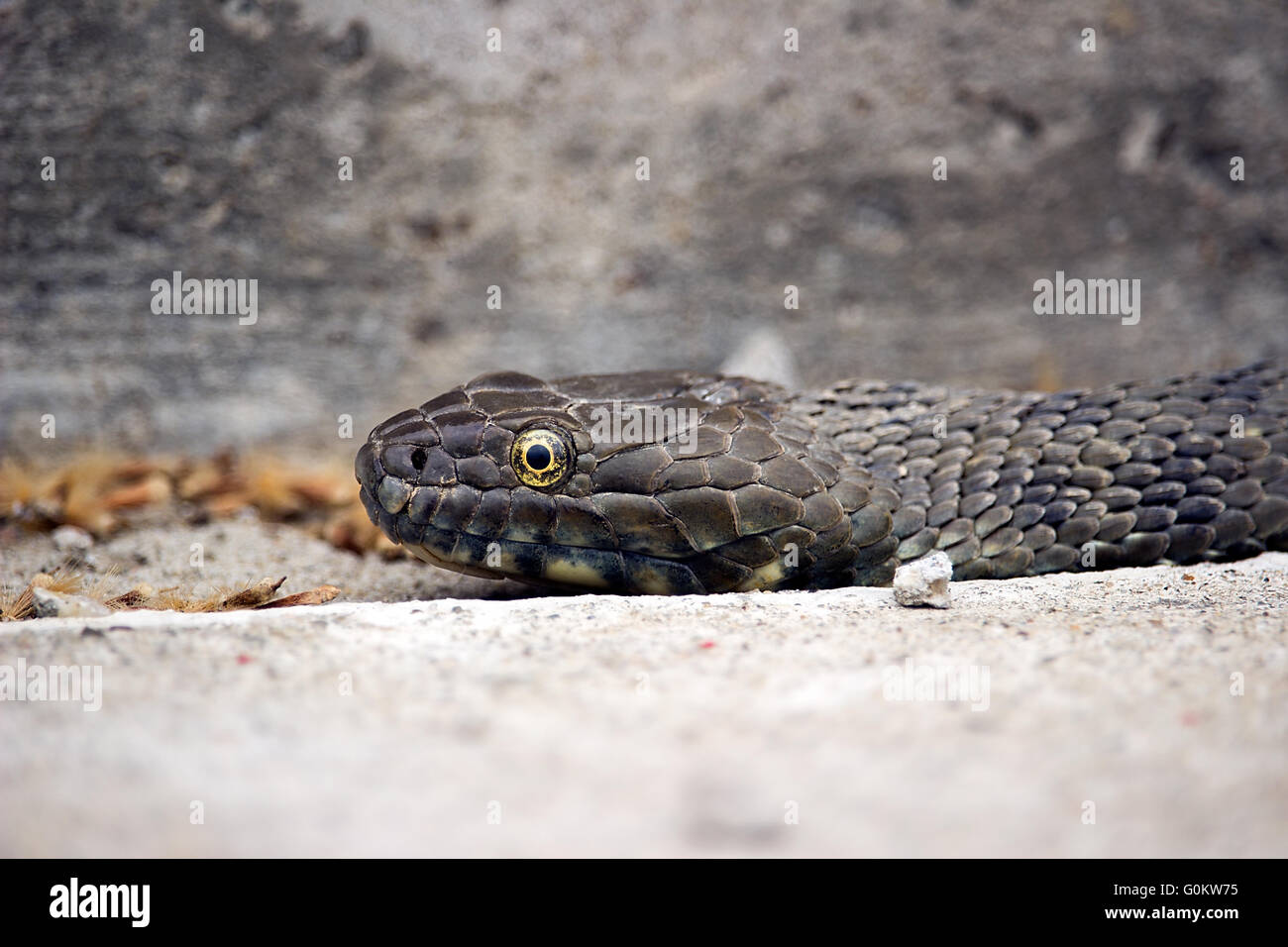 Serbie - Un Aesculapian snake (Zamenis longissimus) posé sur une voie en béton Banque D'Images