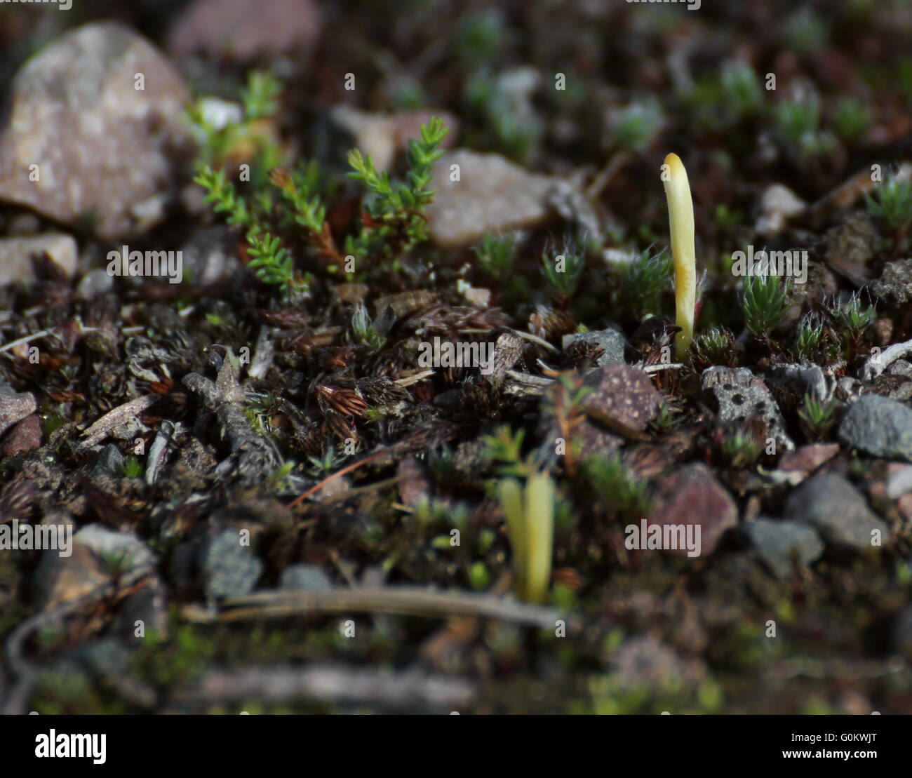 Les espèces de champignons (Clavaria argillacea) sur le terrain en Suède. Banque D'Images