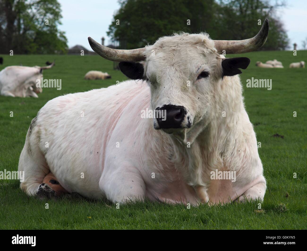 Grand Taureau blanc avec des cornes dans un champ s'asseyant Banque D'Images