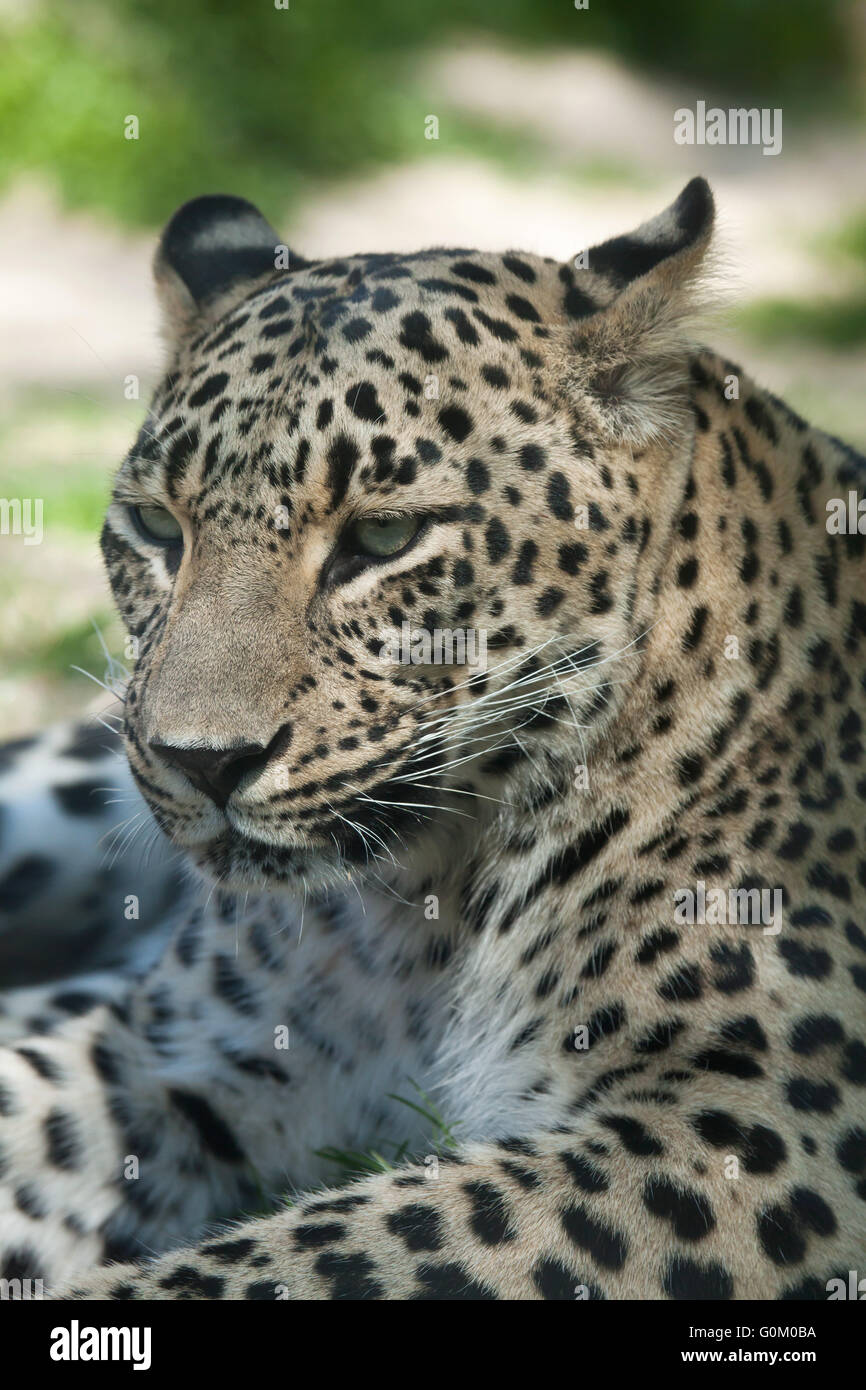 Persian leopard (Panthera pardus saxicolor), également connu sous le nom de Leopard du Caucase au Zoo de Dvur Kralove, République tchèque. Banque D'Images