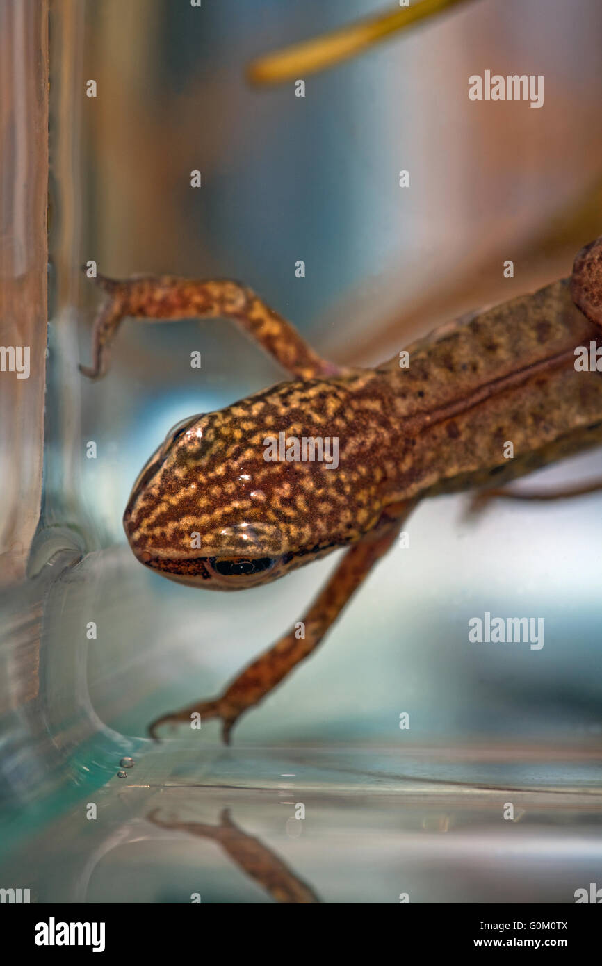 Triton palmé (Lissotriton helveticus) Triturus. Un adulte mâle de reproduction à l'augmentation de la surface de l'eau pour l'air, montrant pieds avant des membres. Banque D'Images