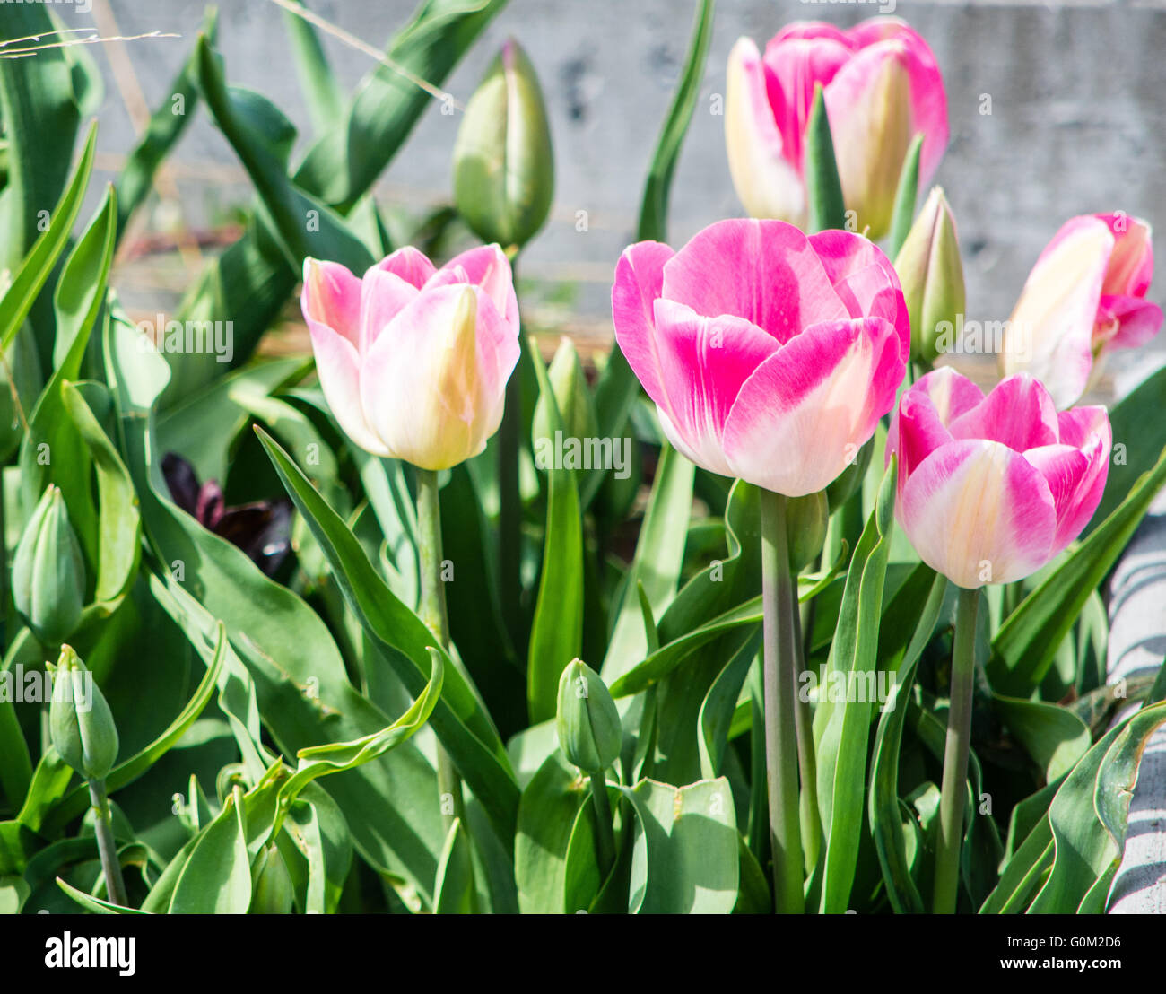 Tulipe rose pop up au Festival des tulipes dans Skagit County, Washington state Banque D'Images