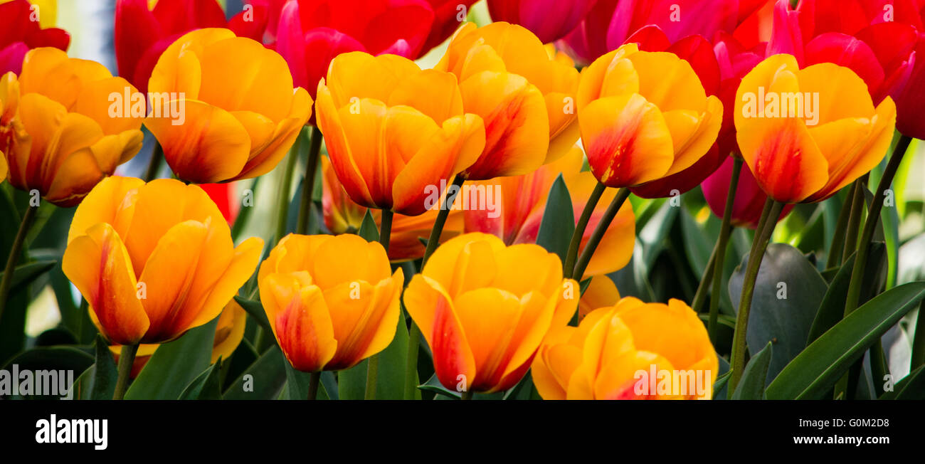 Les tulipes fleurissent pendant la Festival des tulipes dans Skagit County, Washington Banque D'Images