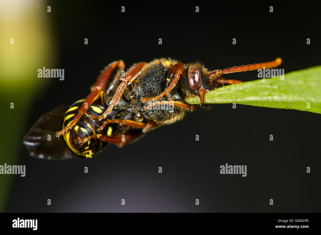 Nomad (abeille Nomada sp.) avec des feuilles de préhension mandibule. Un comportement inhabituel du wasp-comme cleptoparasitic abeille. Banque D'Images