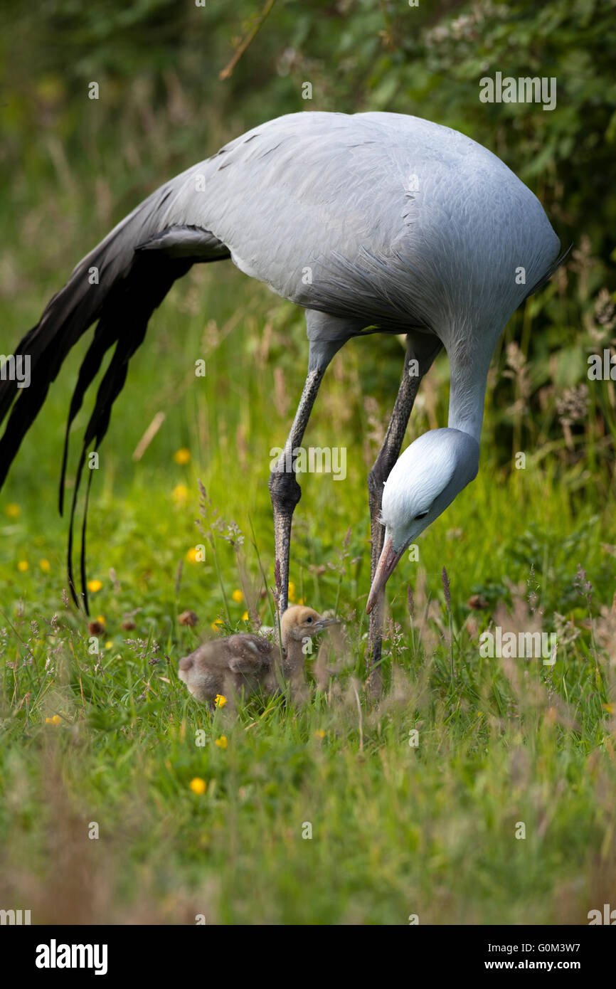 Bleu, le paradis ou Stanley Crane (Anthropoides paradisea). Poussin d'alimentation. Banque D'Images