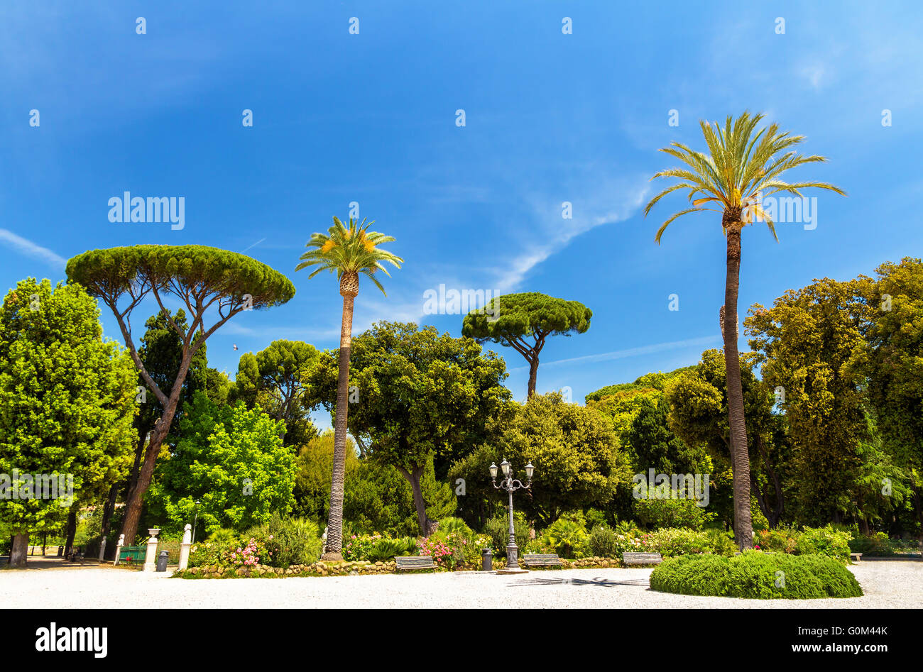 Les arbres tropicaux sur la Piazzale Napoleone I à Rome Banque D'Images