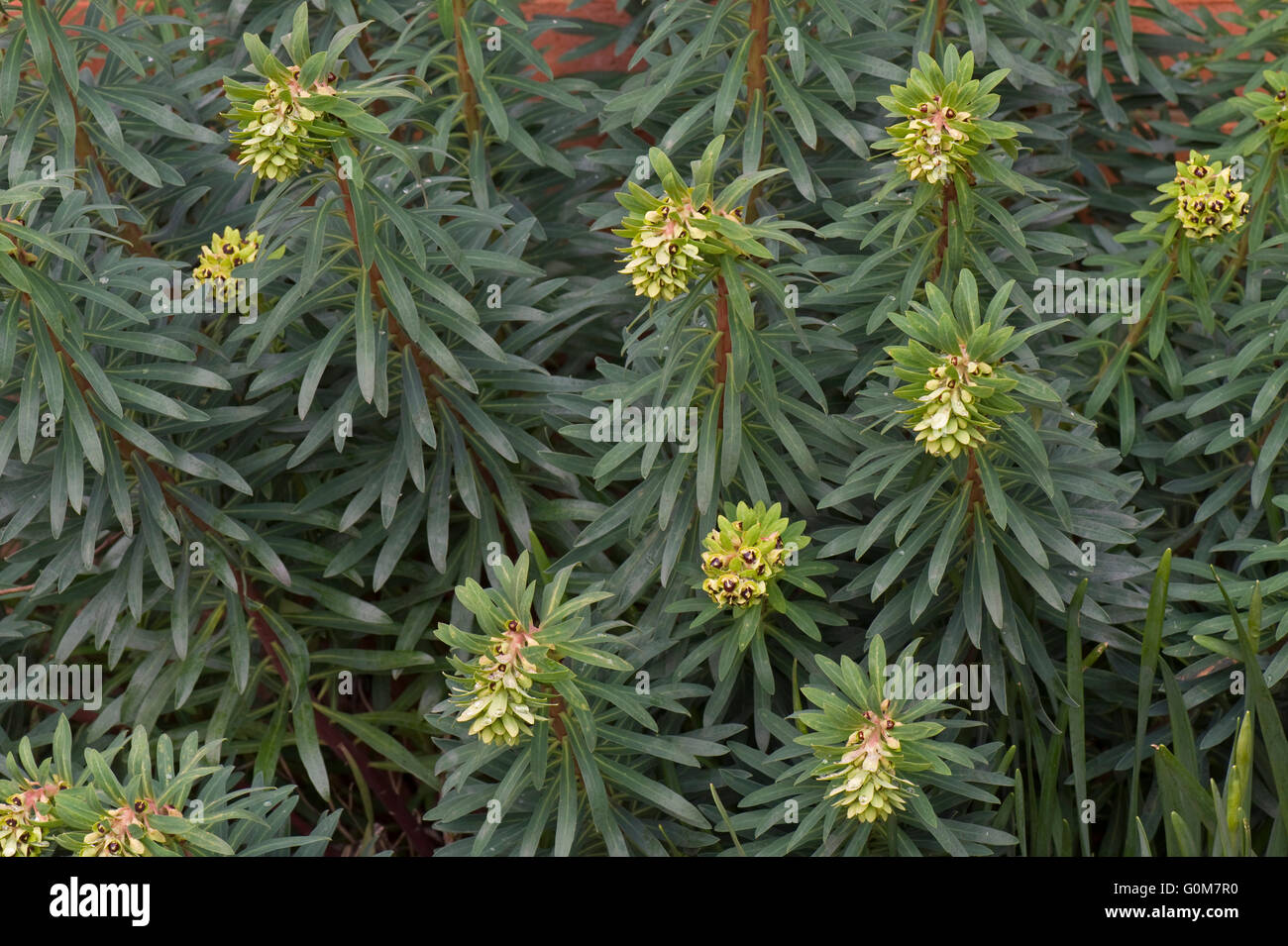 Euphorbia characias 'Black Pearl' marche comme il arrive en fleur, Berkshire, mars Banque D'Images