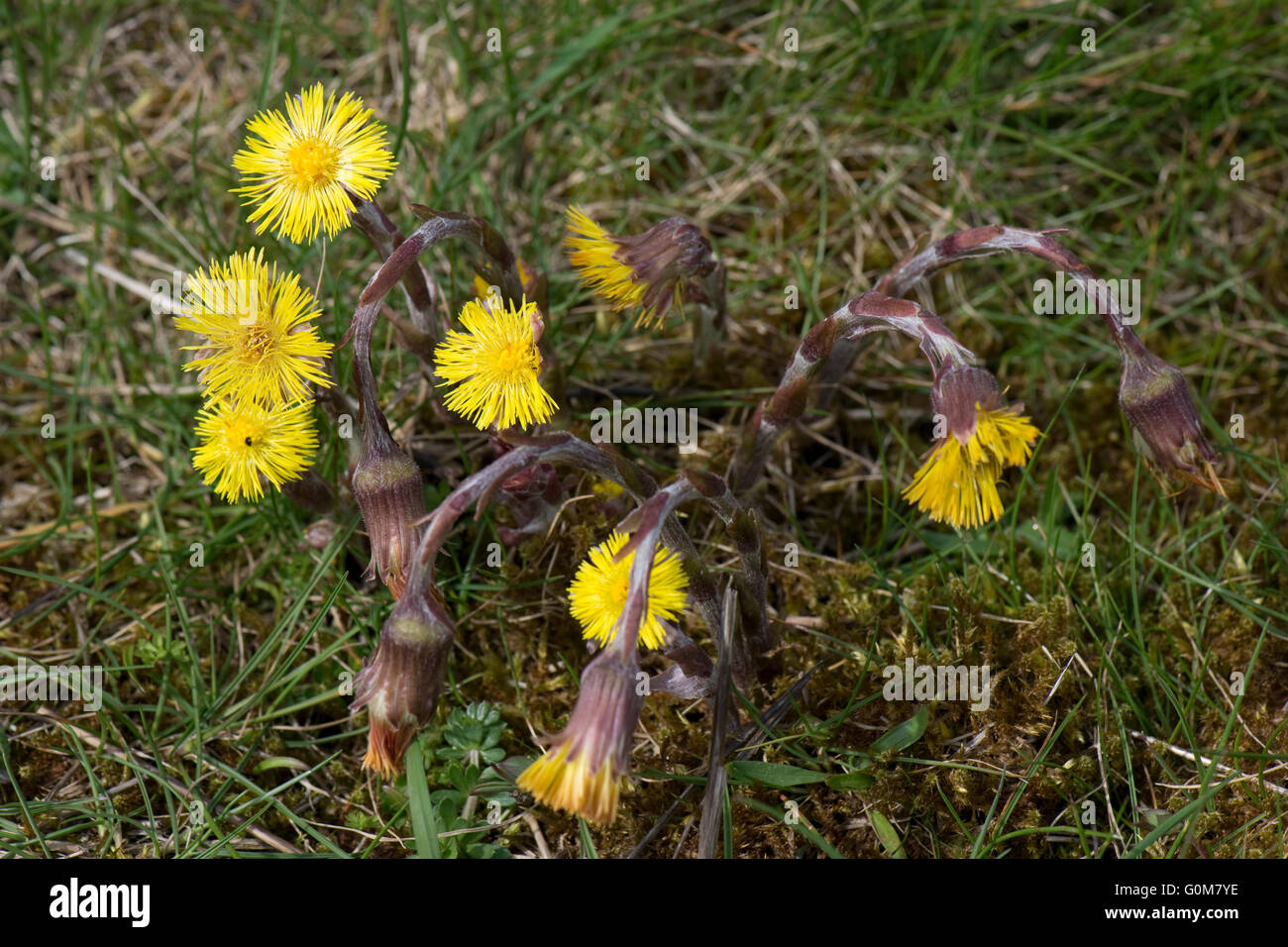 Un printemps tussilage, plante aux fleurs composite jaune avant que les feuilles sortent, Berkshire, Avril Banque D'Images