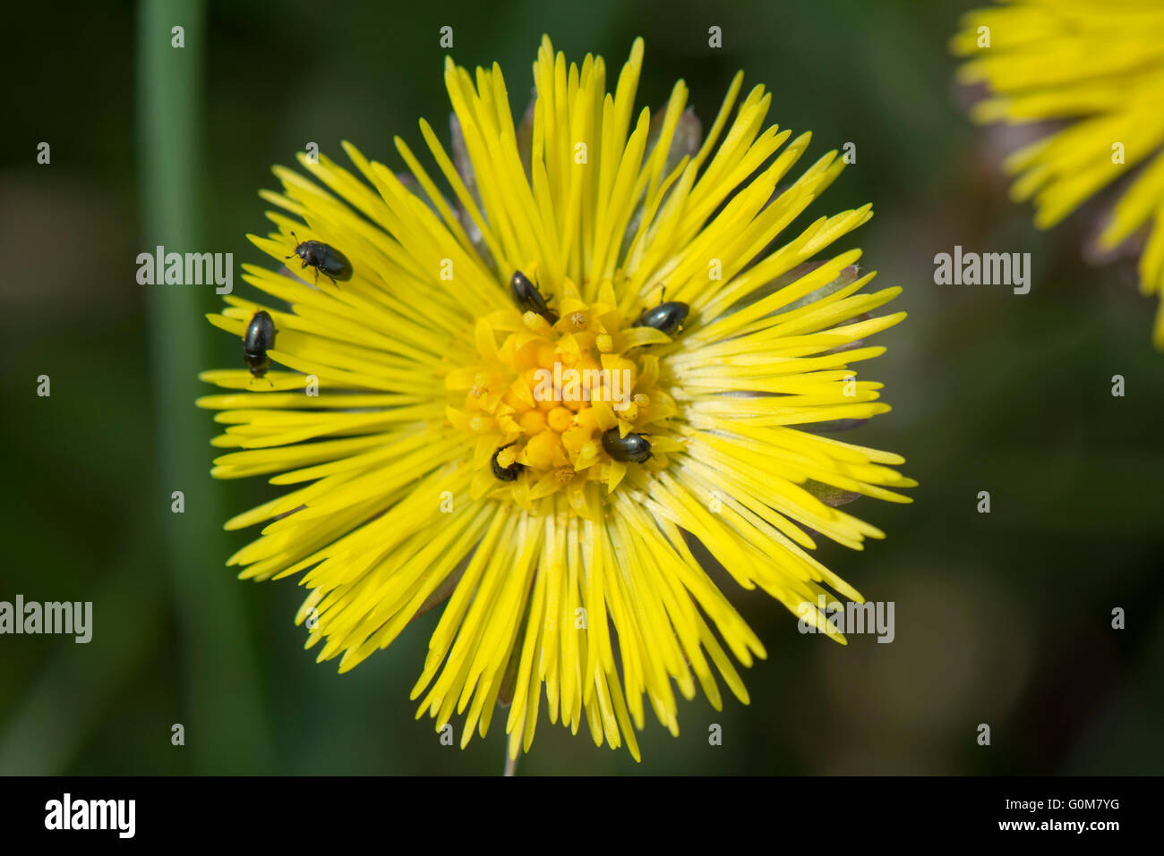Coltsfoot, fleurs composites jaunes avec plusieurs coléoptères polliniques, (Brassicogethes aeneus), Berkshire, avril Banque D'Images