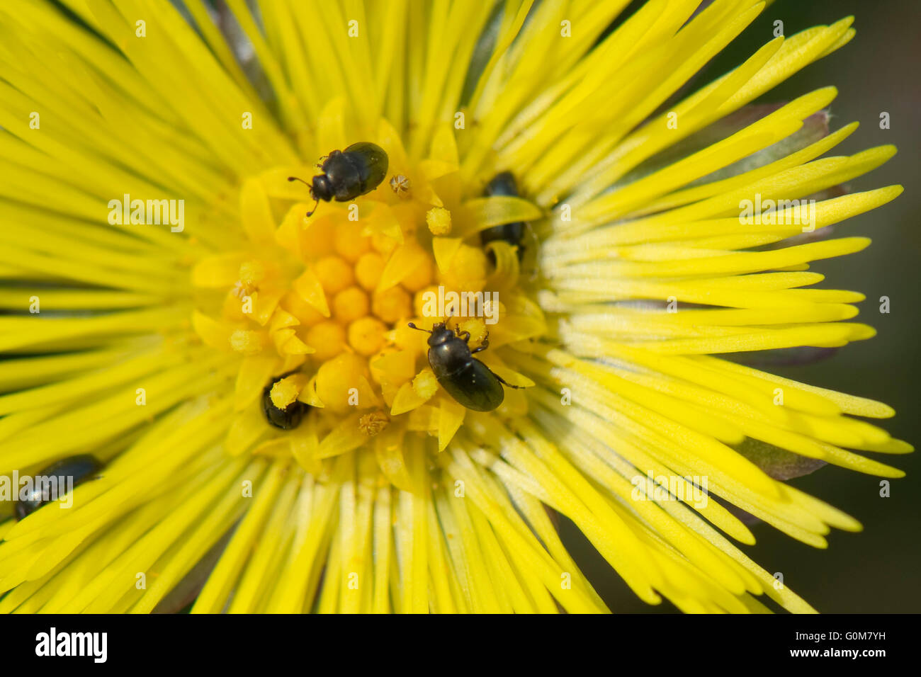 Coltsfoot, fleurs composites jaunes avec plusieurs coléoptères polliniques, Brassicogethes aeneus, Berkshire, avril Banque D'Images