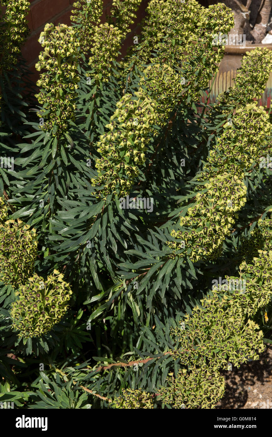 Euphorbia characias 'Black Pearl' plante en pleine floraison, Berkshire, Avril Banque D'Images