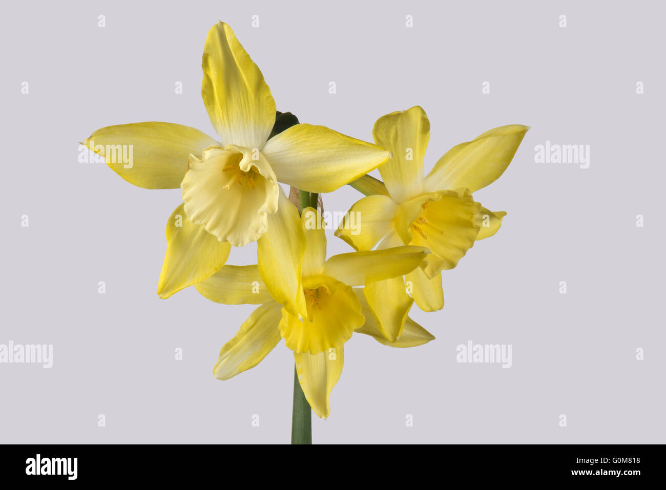 Narcissus 'Sprague' un type jonquilla avec tige de la jonquille, ornée de trois fleurs jaune citron et un centre pâle, Avril Banque D'Images