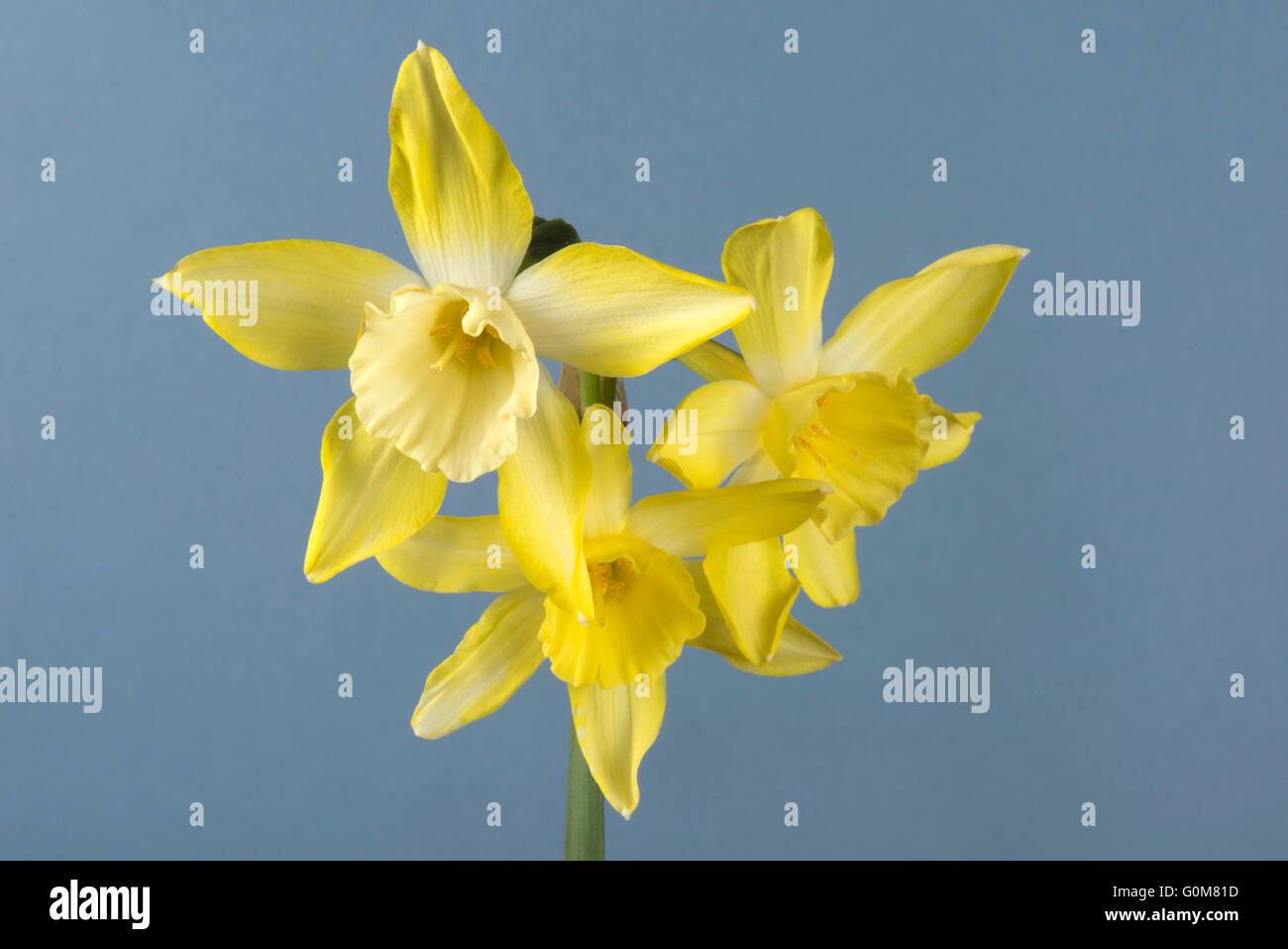 Narcissus 'Sprague' un type jonquilla avec tige de la jonquille, ornée de trois fleurs jaune citron et un centre pâle, Avril Banque D'Images