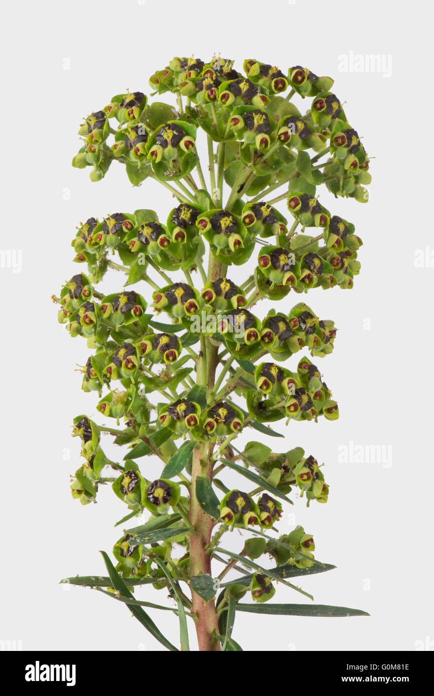 Euphorbia characias 'Black Pearl' plante en pleine floraison, Berkshire, Avril Banque D'Images